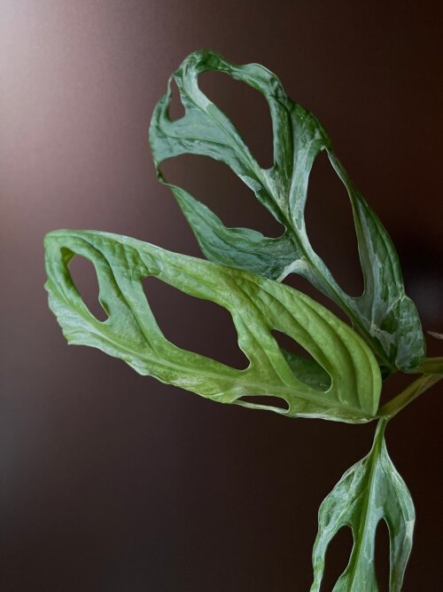 Monstera Adansonii Variegata Mint Indonesian Свежесрезанный лист с воздушным корнем