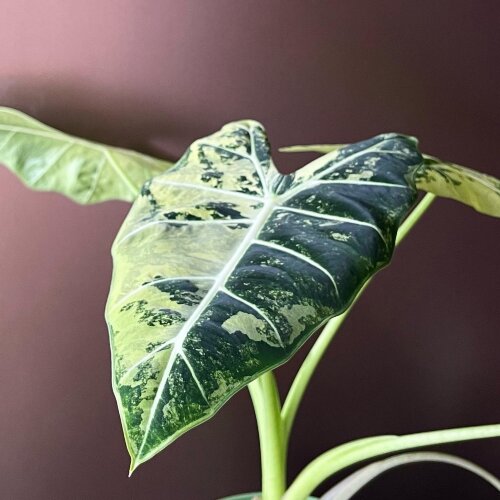 Алоказия micholitziana ‘Frydek’ variegata 