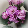 Ness' Satin Rose  - Ness' Satin Rose 