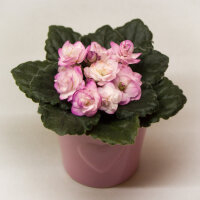 Ness' Satin Rose Ness' Satin Rose