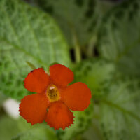 Faded Jade Faded Jade