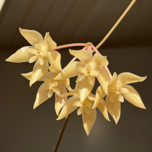 Undulata 
