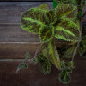 Emerald Velvet - Emerald Velvet