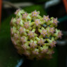 Fuscomarginata Splash - Fuscomarginata Splash