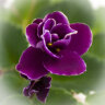 Mac's Glacial Grape - Mac's Glacial Grape