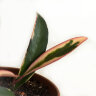 Kentiana Albomarginata Lori Lyn - Kentiana Albomarginata Lori Lyn