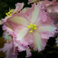 Patchwork Pink Patchwork Pink