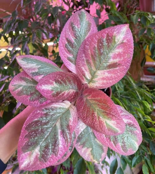 Pink Satin 