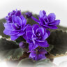 Ness Crincle Blue - Ness Crincle Blue