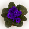 Ness Crincle Blue - Ness Crincle Blue