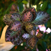 Pink Acajou Pink Acajou